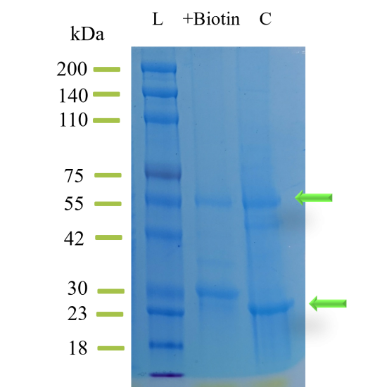 Biotin Quantification Assay Kit