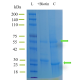 Biotin Quantification Assay Kit