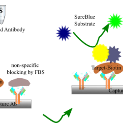 Biotin Quantification Assay Kit