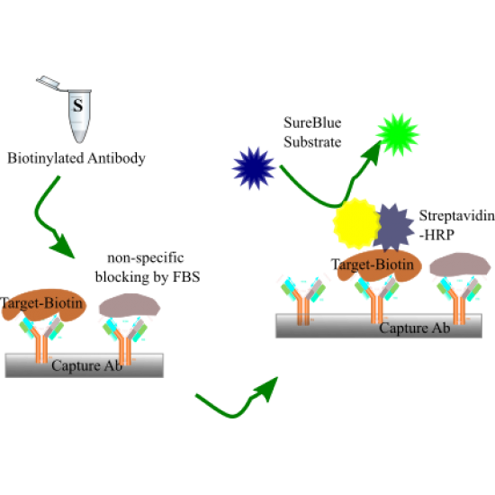 Biotin Quantification Assay Kit