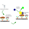 Biotin Quantification Assay Kit