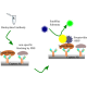 Biotin Quantification Assay Kit