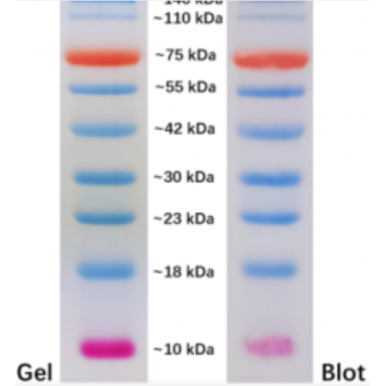 Prestained Protein Marker, 55-320kDa