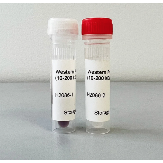 Westernblot Protein Marker, 10-200kDa