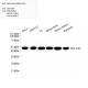 Anti -beta Actin Rabbit pAb 100 μL