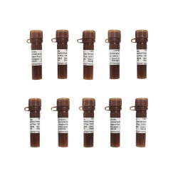 MycoplasmaElimination Reagent Plus（100×）10*1ml