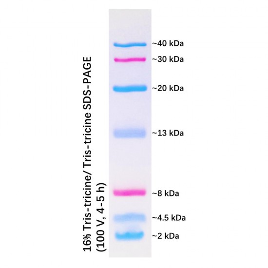 Prestained Protein Marker Ⅸ (2-40 kDa) 250 μL