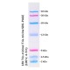 Prestained Protein Marker Ⅸ (2-40 kDa) 250 μL