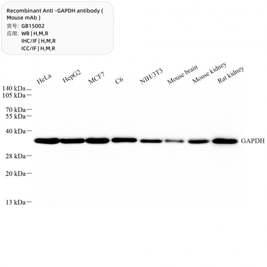 Recombinant Anti -GAPDH antibody ( Mouse mAb )