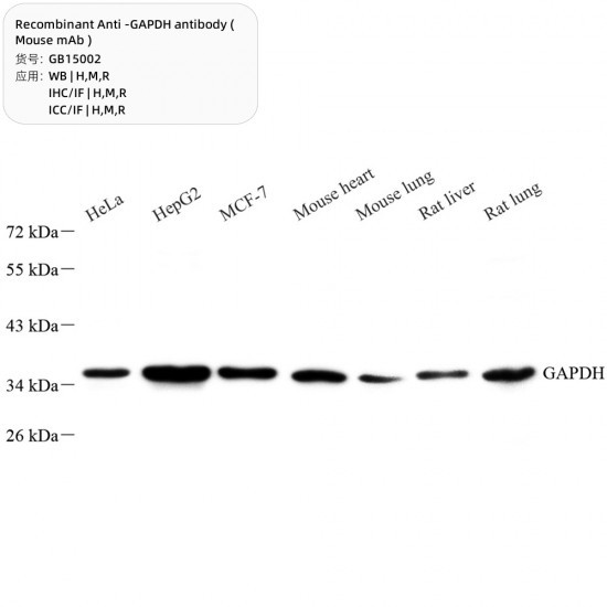 Recombinant Anti -GAPDH antibody ( Mouse mAb )