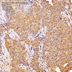 Recombinant Anti -GAPDH antibody ( Mouse mAb )