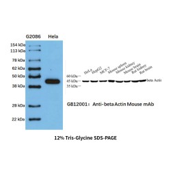 Western Protein Marker I (Exposure) 250 μL