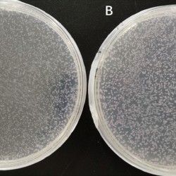 pSWE-Topo Zero Cloning Kit (20T)