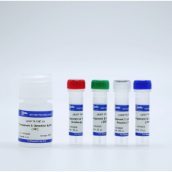 KeyTec® 4EBP1 Positive Control Lysate