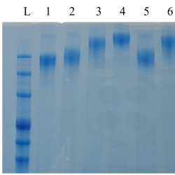 AmeriDx Oligo Antibody Conjugation Kit
