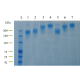 AmeriDx Oligo Antibody Conjugation Kit