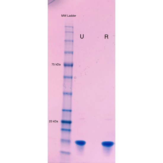  Human IFN gamma Animal-Free Recombinant Protein