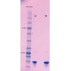  Human IFN gamma Animal-Free Recombinant Protein