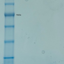 Human BDNF Animal-Free Recombinant Protein