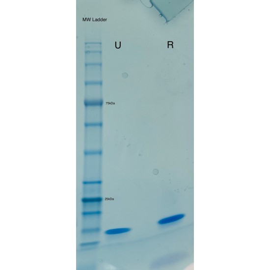 Human BDNF Animal-Free Recombinant Protein Human BDNF Animal-Free Recombinant Protein