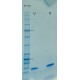 Human BDNF Animal-Free Recombinant Protein Human BDNF Animal-Free Recombinant Protein