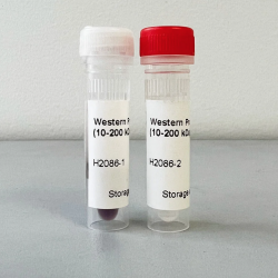 Westernblot Protein Marker, 10-200kDa