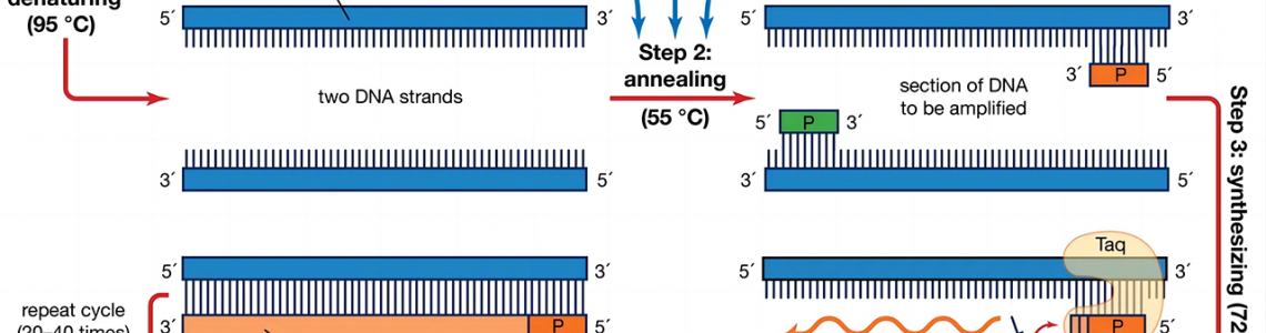 Molecular Biology Molecular Biology